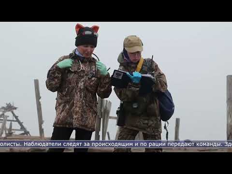 27.06.2026 65 тюленей получили свободу: итоги седьмой экспедиции на остров Тюлений