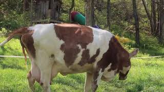 The Moment our Dairy Cow Gave Birth (CLIP)