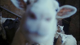 Carlos Ares  *Odisea*