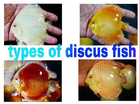Types of discus fish part 1
