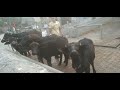 Best Murrah​ Heifers​​ Joginder Rana Dairy Farm