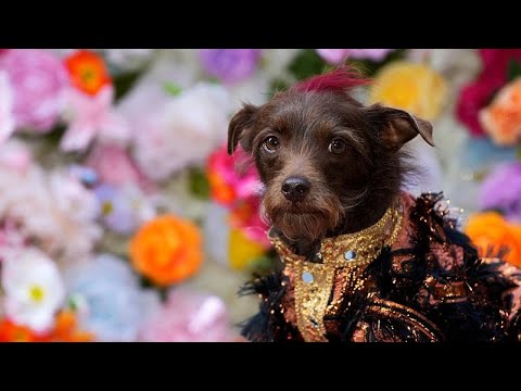 Video Thumbnail: Pups pose in style at New York’s Met-inspired Pet Gala