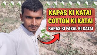 Download lagu Kapas Ki Katai 2025: Cotton Harvesting Ka Pura Process (Farm Vlog)sheeda vlogs mp3