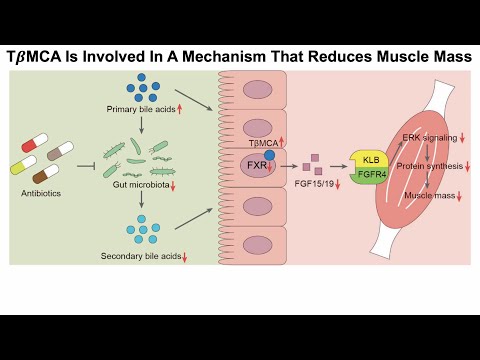 A Bile Acid (TBMCA) Is Involved In A Mechanism That Reduces Muscle Mass And Strength