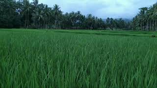 Download lagu story wa pemandangan sawah disore hari mp3