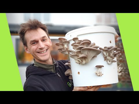 Growing Mushrooms in a Bucket! (Super Easy Method) | GroCycle