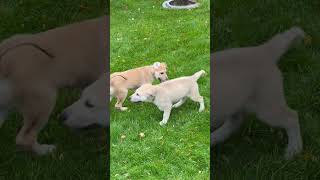 Video preview image #1 Anatolian Shepherd-Unknown Mix Puppy For Sale in Bountiful, UT, USA