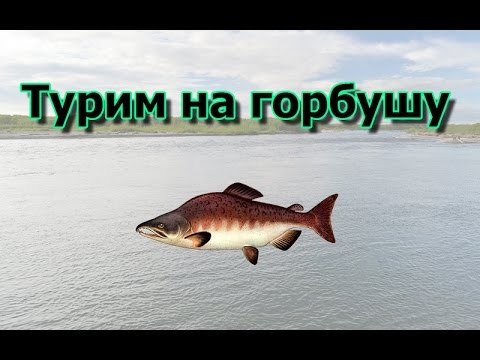 Русская Рыбалка 3.99 Турим на горбушу