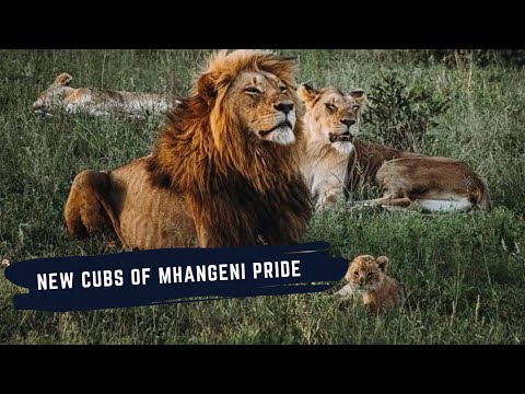 New Cubs of Othawa Male Lion Nguvu and Mhangeni Pride - Cute Little Lion cubs 🦁❤️❤️