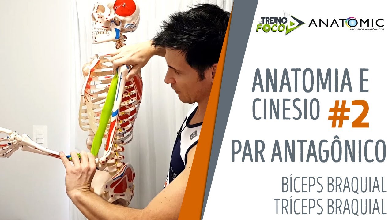 Par antagônico - Bíceps braquial e Tríceps braquial - Anatomia e Cinesiologia #2