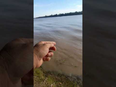 Domingo 16 de enero ,pesca en Valle Maria, Entre Ríos #pesca #lineadepesca