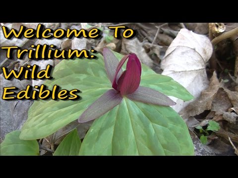 Welcome To Trillium: Wild Edibles!