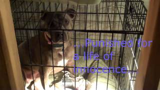 The Truth Behind Pet Stores