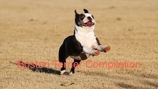 Boston Terrier Compilation