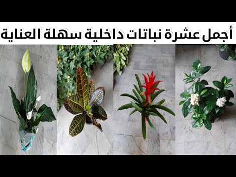 , title : 'نباتات منزلية لا تحتاج للشمس أفضل واشهر 10 نباتات داخلية تزرعهم في بيتك لأول مرة'