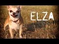 Чихуахуа Эльза / Happy Chihuahua Elza, CineMorph ...