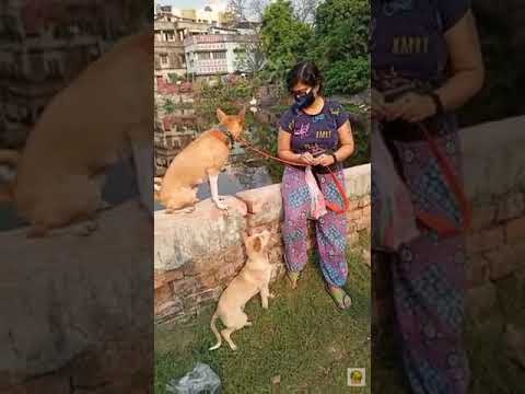 Update about NOOR | 1-1 private training graduate | confidence building & socialisation around dogs