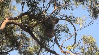 preview picture of video 'Wild Koalas Mating - Raymond Island'
