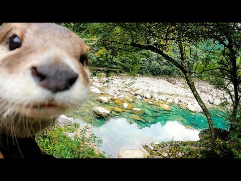 Explore Uotobikei, famous for its spectacular scenery of the valley! [Otter life day 358]