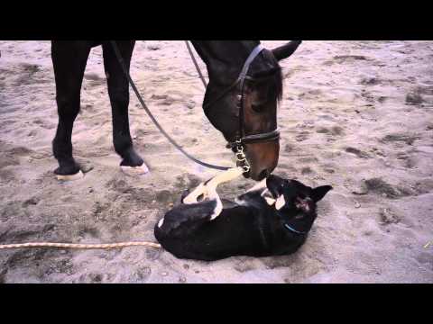 Animals Meeting for the First Time