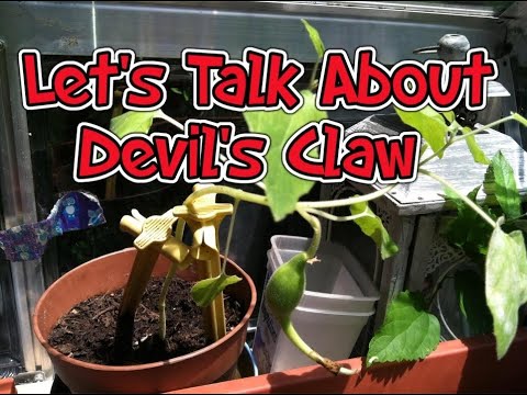Let's Talk About Devil's Claw (for Pain)