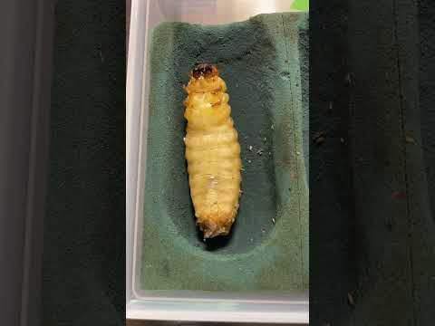 ヨトウムシ:地中のコガネムシに生息する幼虫と蛹