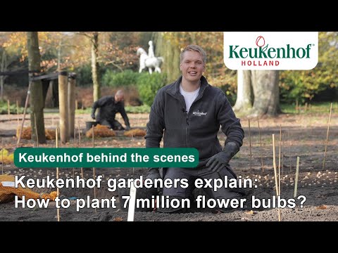 Keukenhof gardeners explain: How to plant 7 million flower bulbs? | Keukenhof🌷