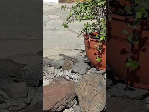 Guten Morgen Gruss und Kuss  !