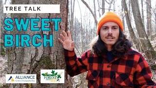 Tree Talk: Sweet Birch