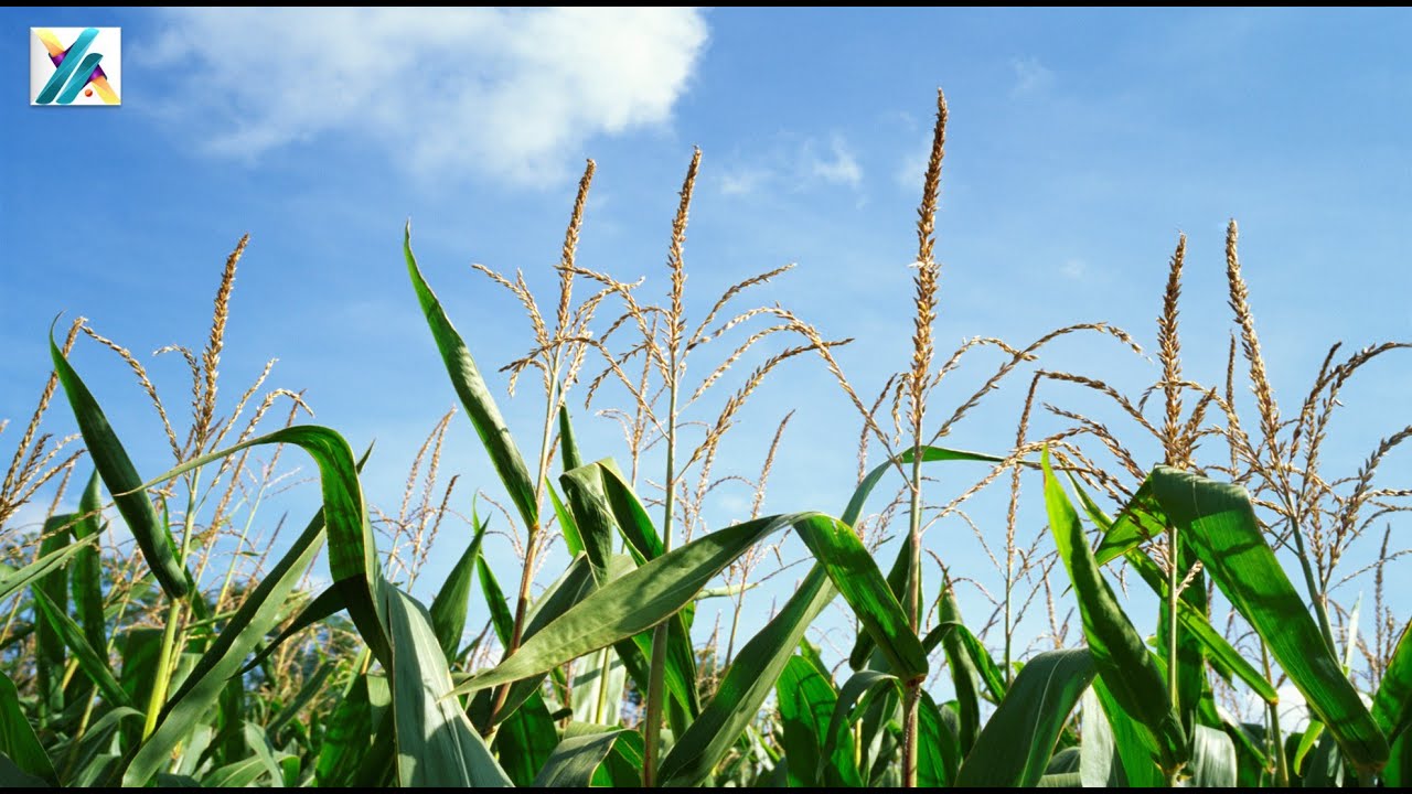 Renda diferencial da terra de David Ricardo e a renda do Petróleo