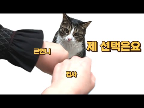 어떤 주먹을 선택하시겠습니까? 큰언니의 새로운 전략 정해진 최후