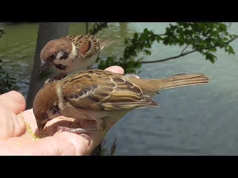 手に乗って来る可愛い子雀達 20210606pm 8（２羽の子雀）