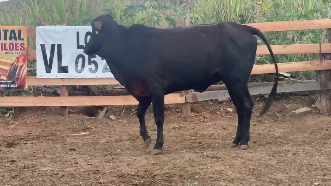 LOTE 52