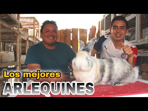 "VTG #13" Giant Harlequin Rabbits, Babies, Medications, and Homemade Nests Pt:2 🤠