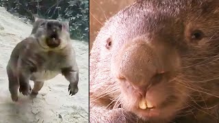 Ozzy Man Reviews: Wombats