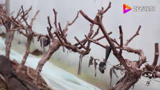 怎样判断葡萄根系是否开始复苏？农村小伙讲述判断依据