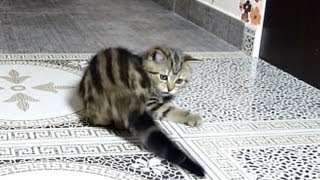 Funny Cats. How to catch the tail