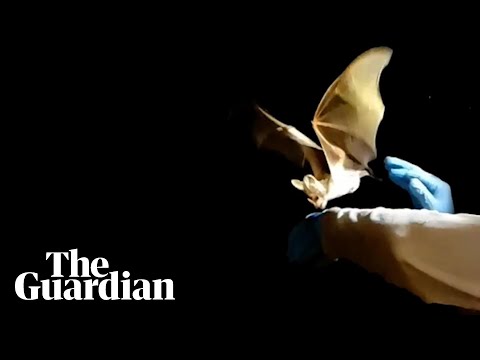 Macroderma gigasについて詳しく解説