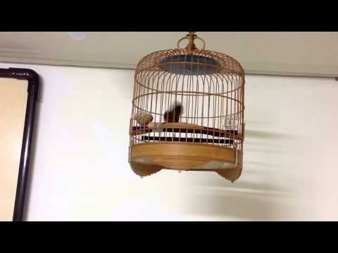 Тимелия земляная белобрюхаяSpot throated Babbler Pellorneum albiventre