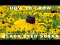 Black Eyed Susan, Rudbeckia Hirta - Comprehensive Grow and Care Guide