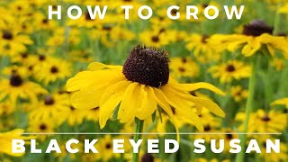 Black Eyed Susan, Rudbeckia Hirta - Comprehensive Grow and Care Guide