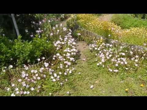 園芸 低木月見草、月見草