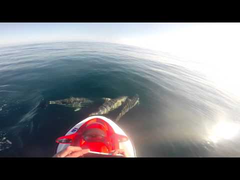 Dolphin encounter while Jetski Fishing off Warrnambool