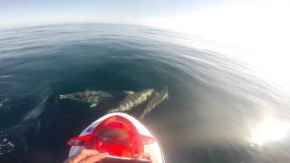 Dolphin encounter while Jetski Fishing off Warrnambool