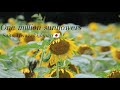 One Million Sunflowers In Saito City