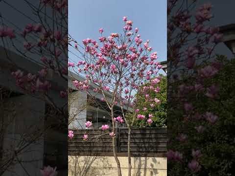 ユリモクレン、ユランモクレン 植物