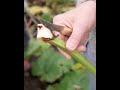 video Couteau à légumes OPINEL N°114 naturel