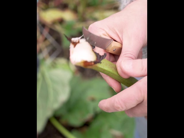 Gemüsemesser N°114 Fuchsia