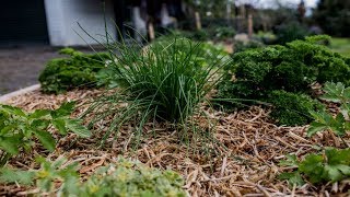 How to Grow Herbs | Mitre 10 Easy As Garden