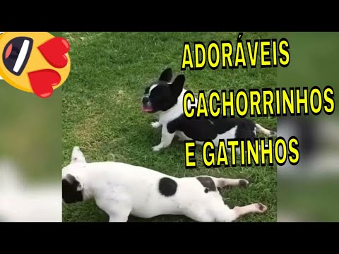 Adoráveis Cachorrinhos e Gatinhos brasileirinhos